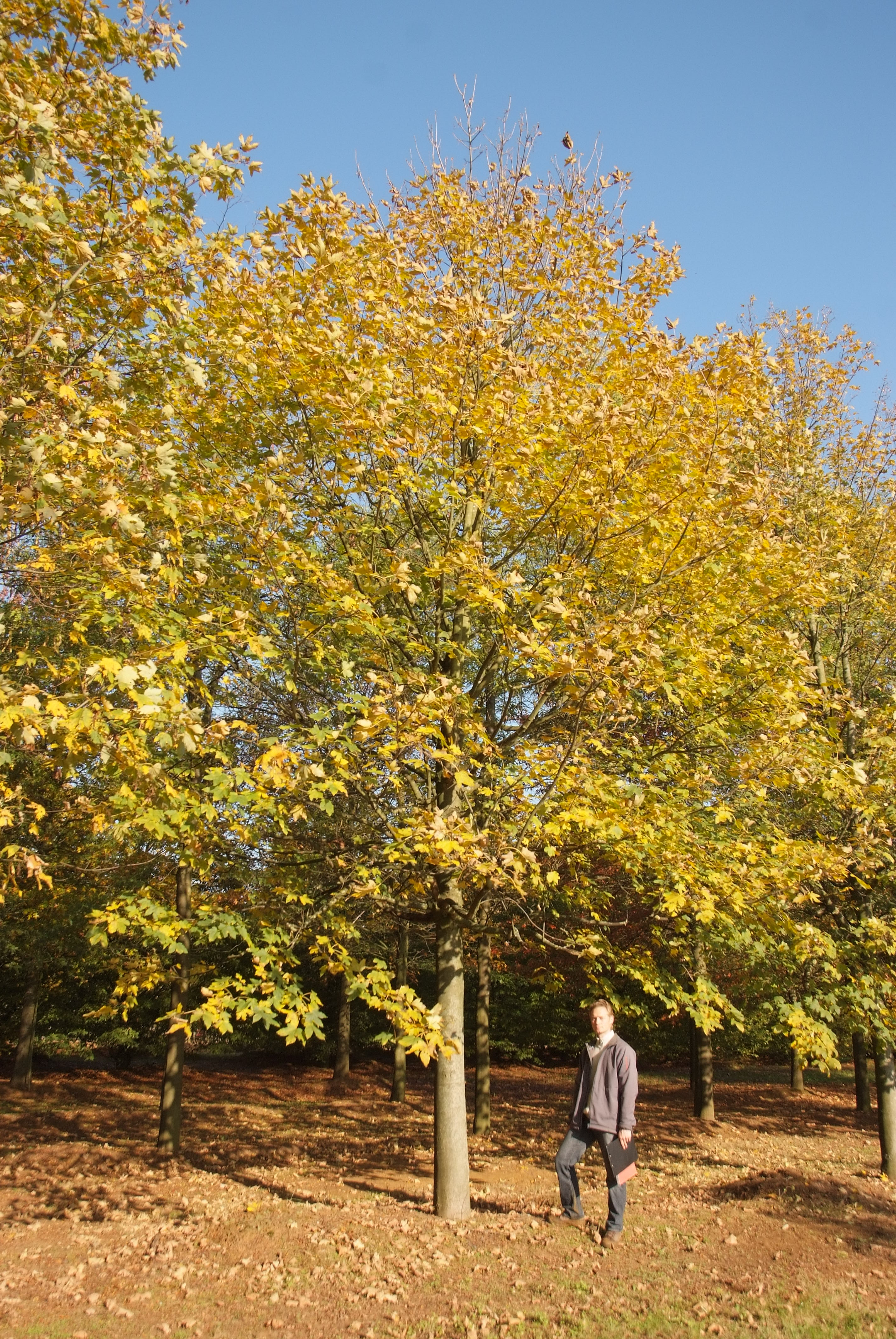 ცაცხვი -  ფსევდოპლატანუსი